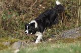 BORDER COLLIE 851